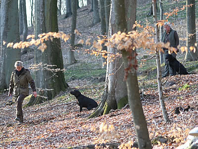 Lydighedstræning